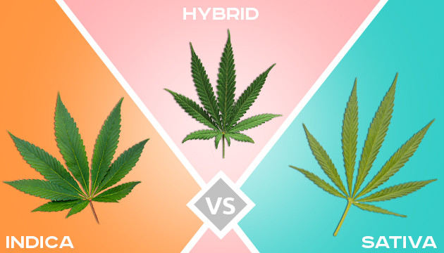 Indica vs. Sativa vs. Hybrid: The Complete Guide to the Different Types of Cannabis