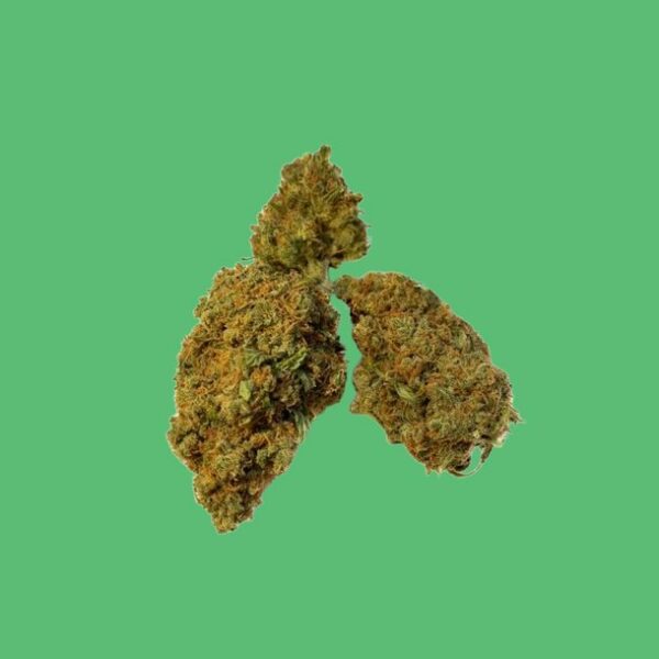 BCN Critical XXL