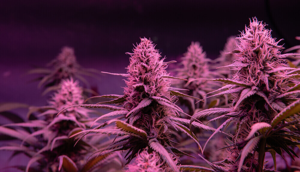 The 40 Best Weed Strains of All Time